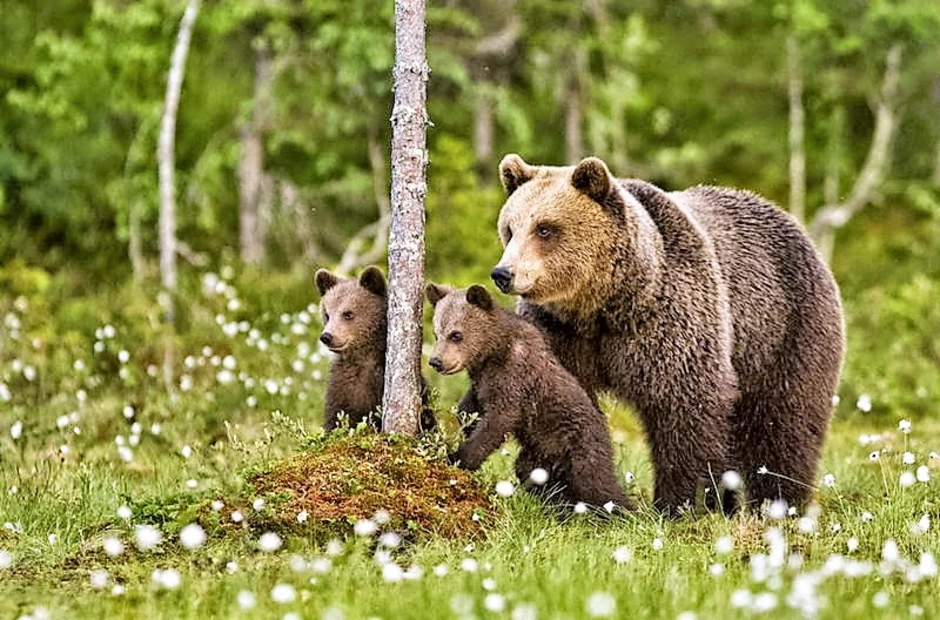 Медведь весной картинки. Медведь в лесу. Медведица с медвежатами. Медведь весной.