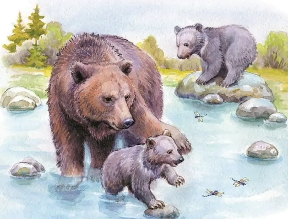 Купание медвежат Бианки. Купания медведат Бианки. Купание медвежат Виталия Бианки. Купание медвежат Бианки иллюстрации. Рассказ бианки купание медвежат