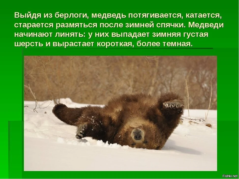 Почему у медведя нет мамы. Зимняя спячка медведя. Берлога медведя. Медведь зимой в берлоге. Медвежонок из берлоги.