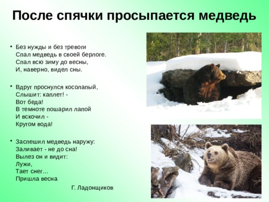 Медвежья берлога словосочетания. Медведь после спячки. Медведь просыпается весной в своей берлоге. Медведь проснулся после зимней спячки. Медведь просыпается весной.