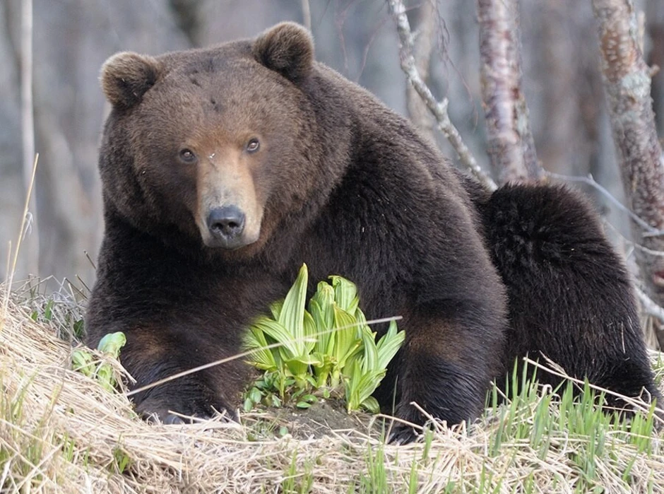 Когда просыпаются медведи в сибири. Бурый медведь весной. Весенний медведь. Медведь ранней весной. Медвежонок весной.