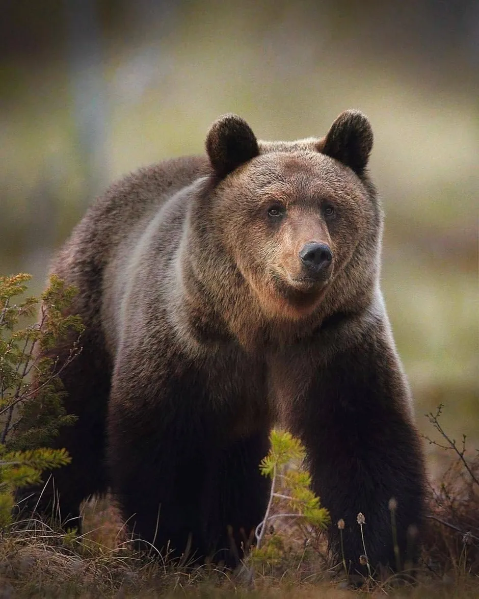 Бурый медведь Уссурийская Тайга. Бурый медведь в тайге. Животные тайги бурый медведь. Гризли североамериканский бурый медведь.