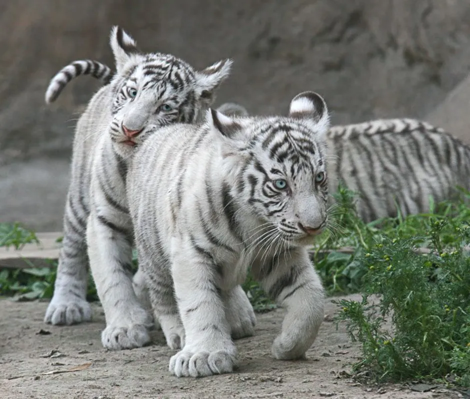 Живут белые тигры. Амурский тигр белый. Амурский тигр альбинос. Амурский тигр белый Тигрёнок. Белый тигр и бенгальский тигр.