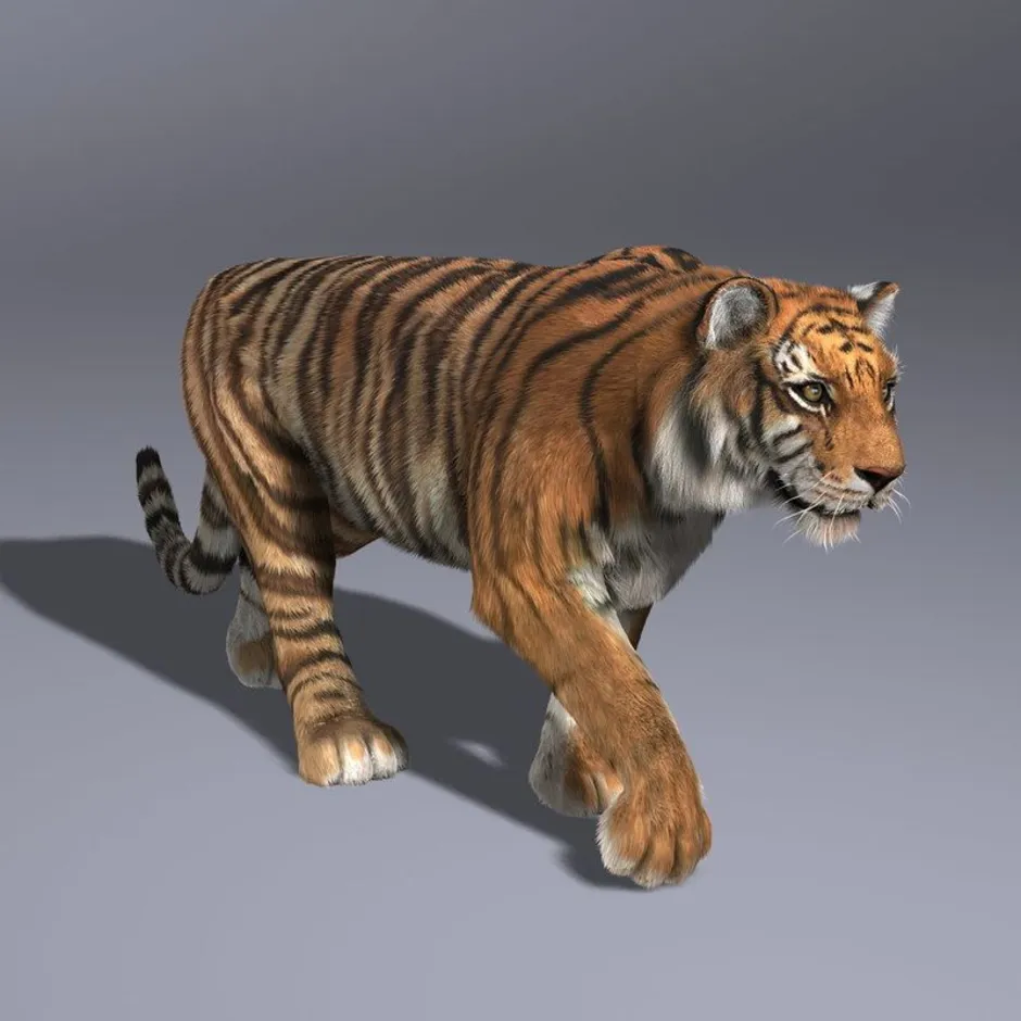 Три д животное. Тайгер Тайгер 3д. Тигр 3в скан. Тигр тигр 3d. Амурский тигр 3d.