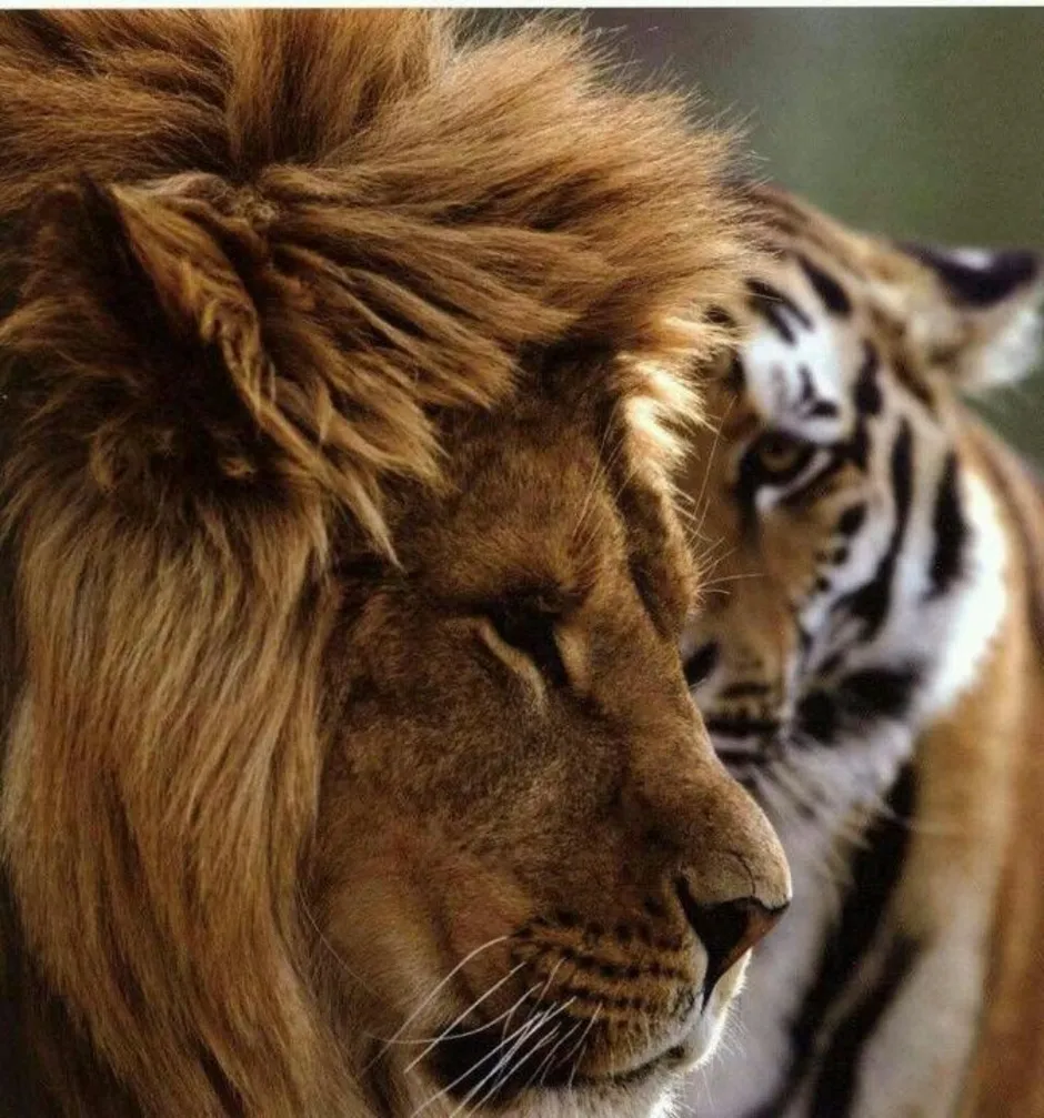 Почему тигр лев