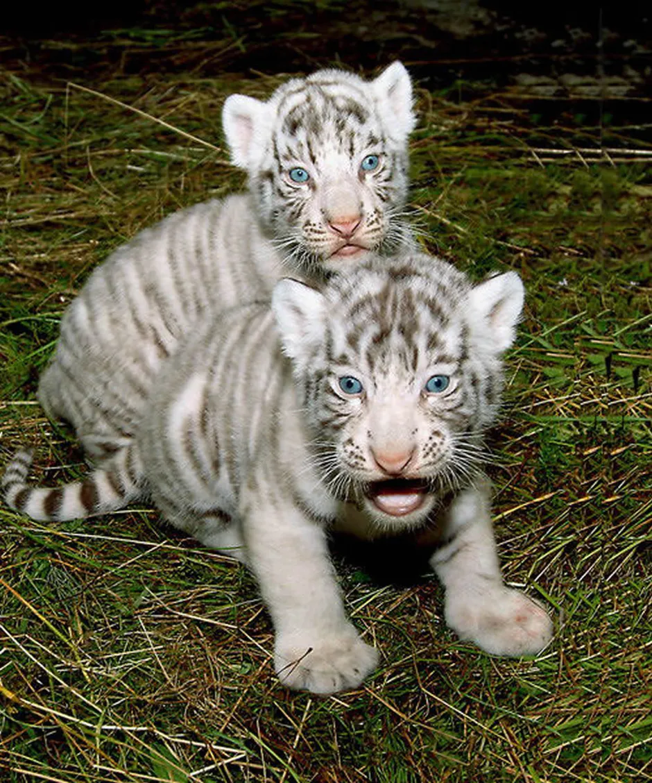 Живут белые тигры. Белый тигр. Белый Тигренок. Белый тигр с голубыми глазами. Тигренок с голубыми глазами.