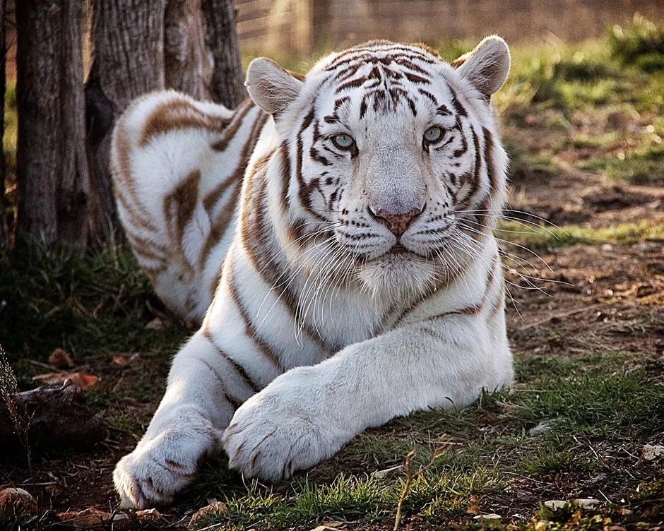 Названия видов тигров. Амурский тигр альбинос. Амурский тигр белый. Бенгальский тигр альбинос. Золотой тигр альбинос.