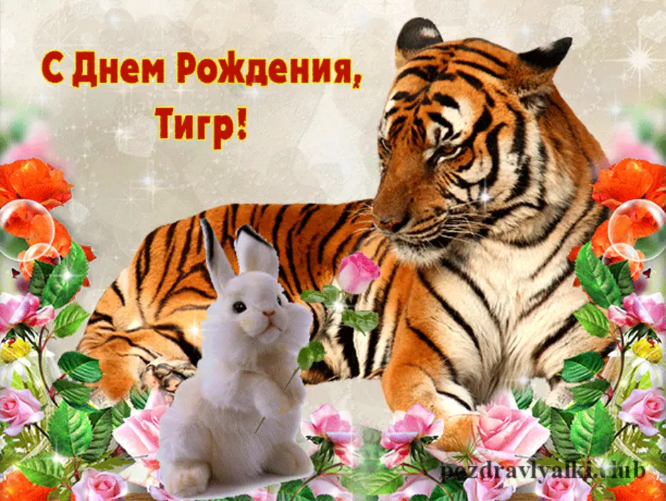 Мужчина рожденный тигр. С днем рождения тигр. Открытка с днём рождения с тигром. Тигра поздравления с днём рождения. Открытки с днем рождения с тигренком.