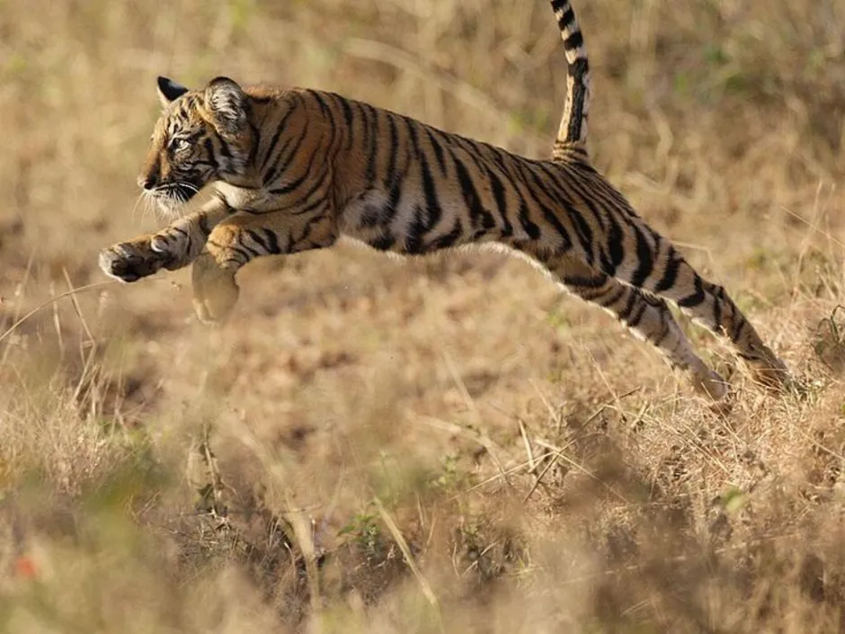Прыжок тигра. Тигр бежит. Тигр в прыжке. Тигр прыгает.