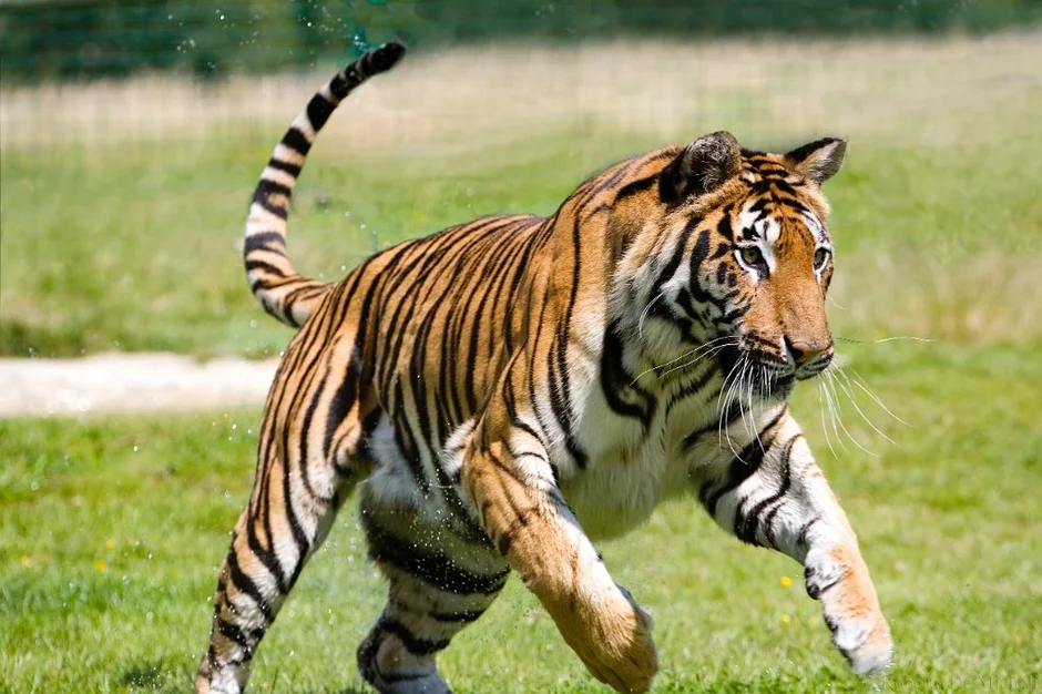 Тигр бегает. Тигр в движении. Тигр бежит. Тигрица в движении.