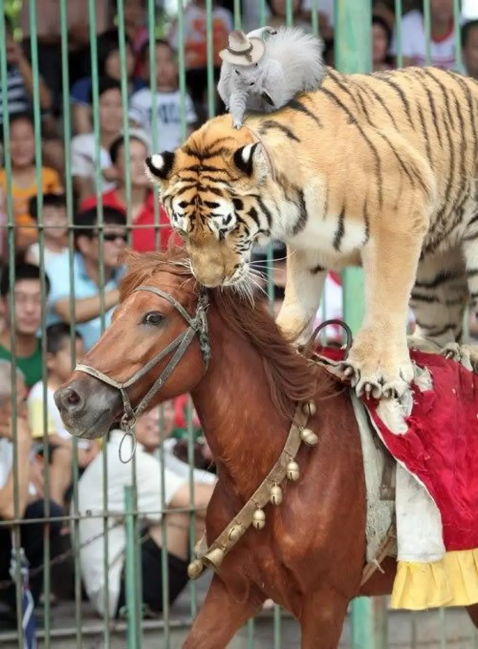 Мужчина лошадь и тигр. Тайгер лошадь. Тигр и лошадь. Лошадка с тигром. Тигр в цирке.