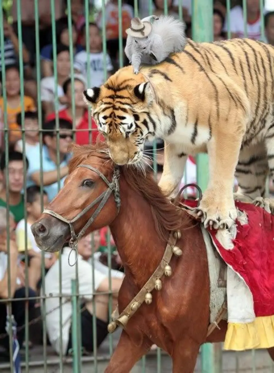 Tiger horse. Тайгер лошадь. Тигр и лошадь. Лошадка с тигром. Тигр в цирке.