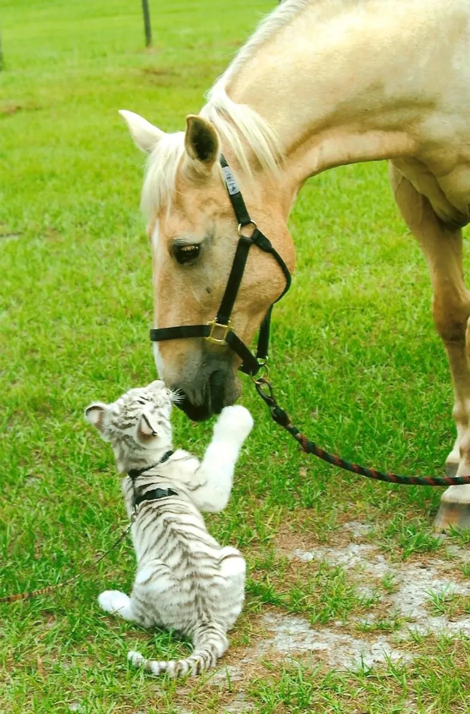 Мужчина лошадь и тигр. Тигр и лошадь. Лошадка с тигром. Доброе утро с лошадками. Добрая лошадь.