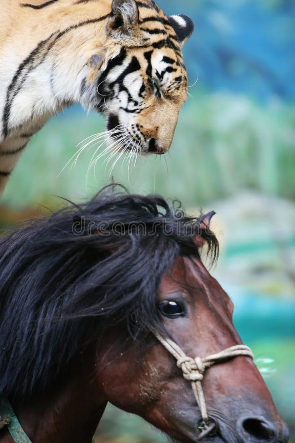 Мужчина лошадь и тигр. Тайгер лошадь. Тигр и лошадь. Лошадка с тигром. Тигрица и лошадь.