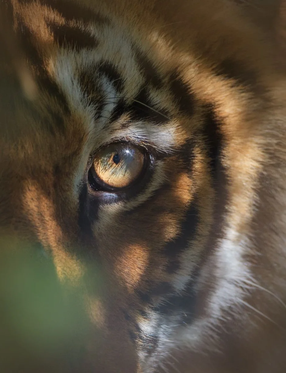 Глаз тигра видео. Взгляд тигра. Глаз тигра. Тигр глаза.