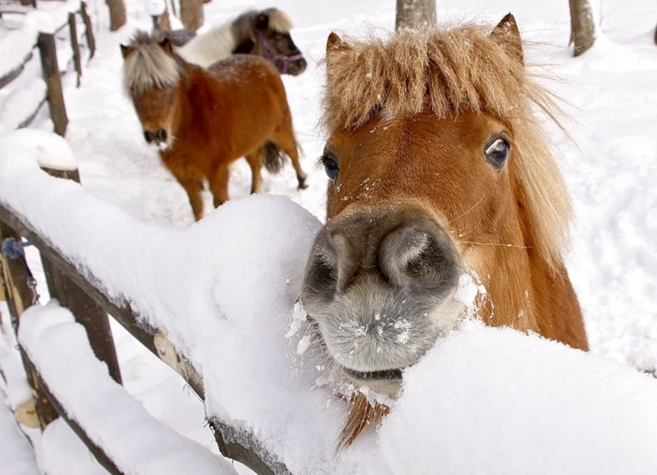 Лошади времен года. Лошадь зима. Лошадки зимой. Лошади в снегу. Лошадь утро зима.