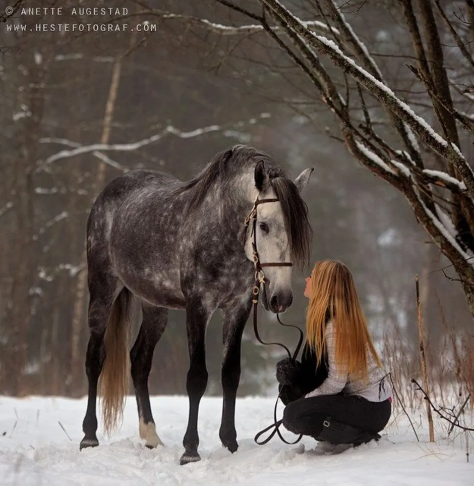 Девушка с лошадью зимой. Фотосессия с лошадьми. Зимняя фотосессия с лошадью. Фотосессия с лошадью зимой. Лошадь в зимнем лесу.