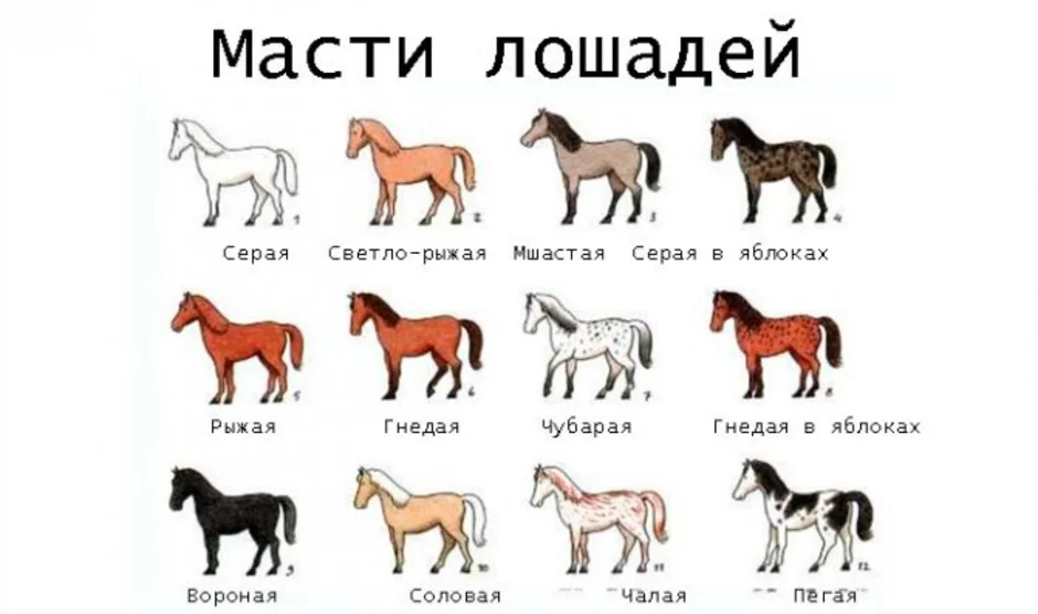 Конь сколько букв. Верховые породы лошадей таблица. Масти коней названия. Масти лошадей названия на русском. Масти лошадей по цвету.