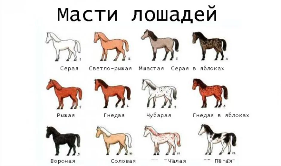 Какие названия у лошадей. Верховые породы лошадей таблица. Масти коней названия. Масти лошадей названия на русском. Масти лошадей названия и цвет.