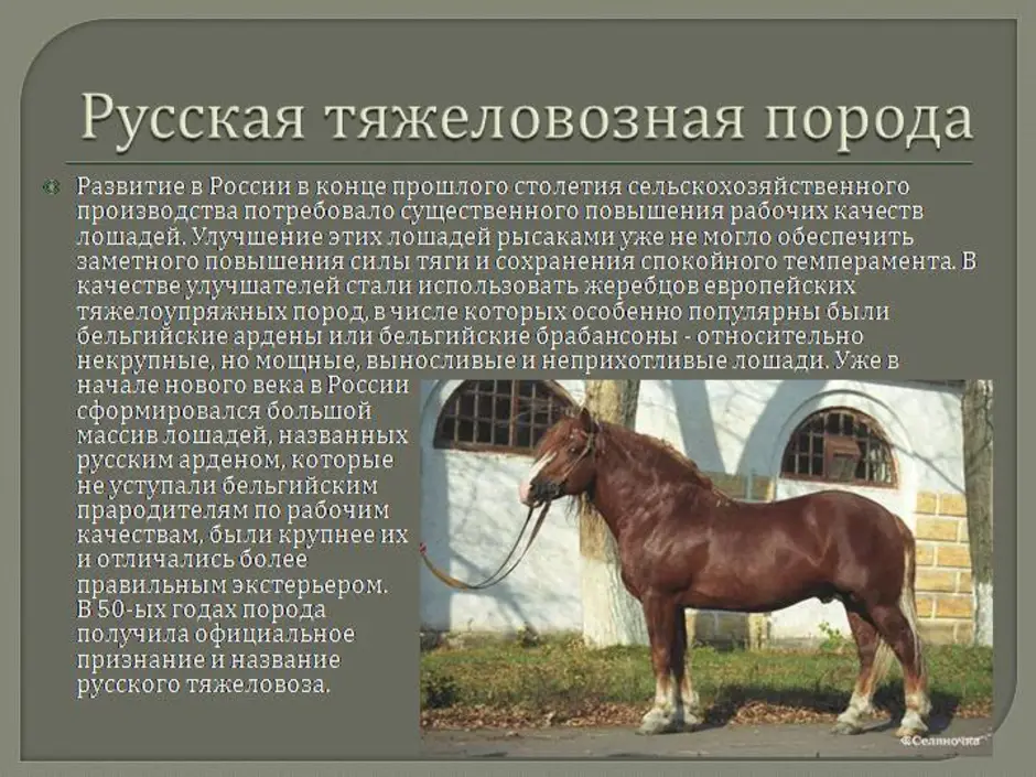 Описание лошадки