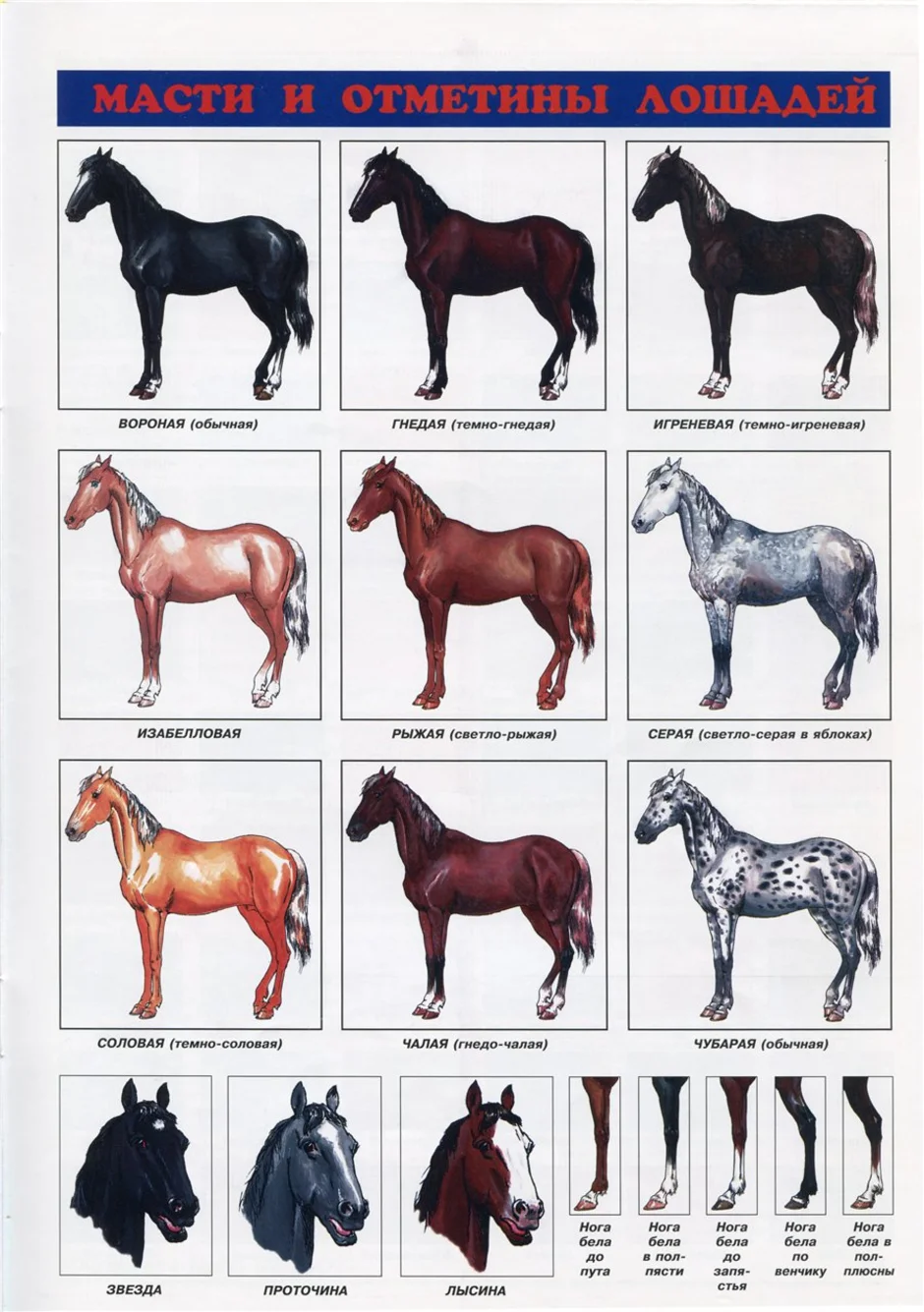 Какие названия у лошадей. Лошади масти и породы. Лошадь масти Абигаль. Определитель масти лошадей. Породы лошадь игреневая масть.