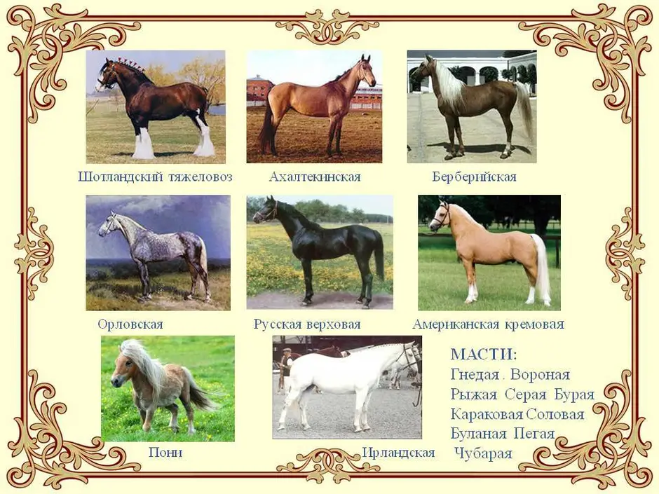 Породы другое название. Разные породы лошадей. Породы коней названия. Породы лошадей с фотографиями. Лошади разных пород с названиями.