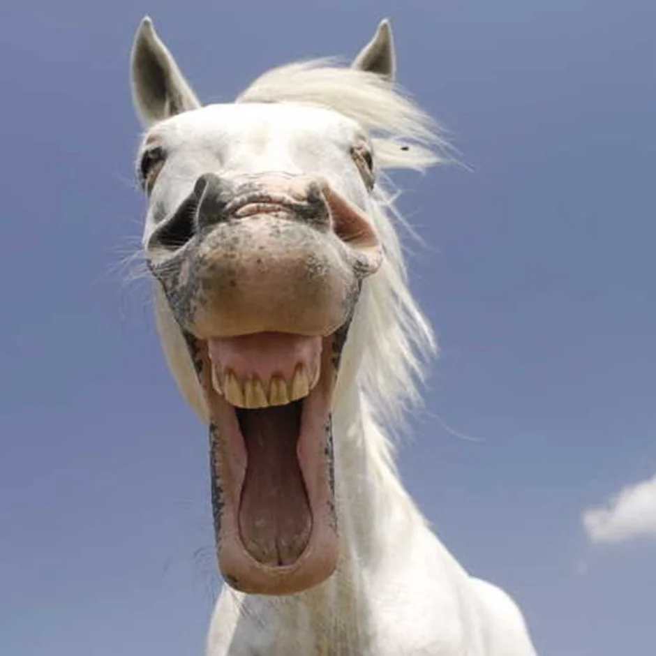 Ржот или ржет. Лошадь ржет. Радостная лошадь. Лошадь смеется. Счастливый конь.