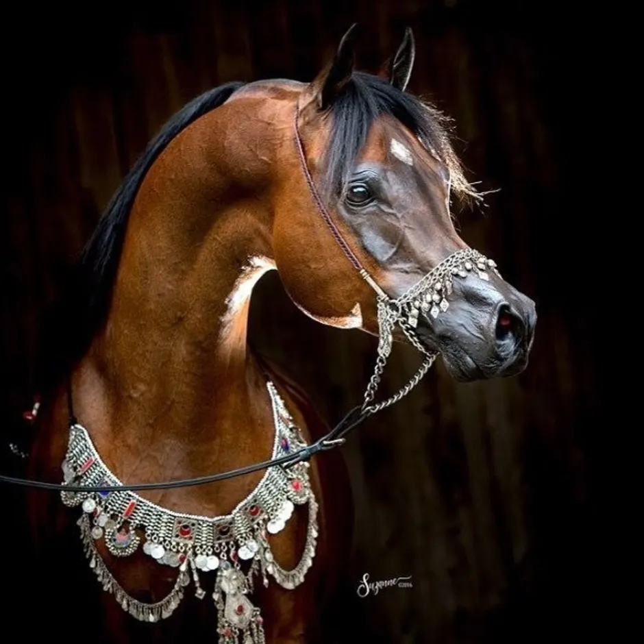 Найти арабский скакун. Арабская лошадь (арабский скакун). Арабская порода сиглави. Marwan al Shaqab Arabian Stallion. Арабская чистокровная лошадь морда.