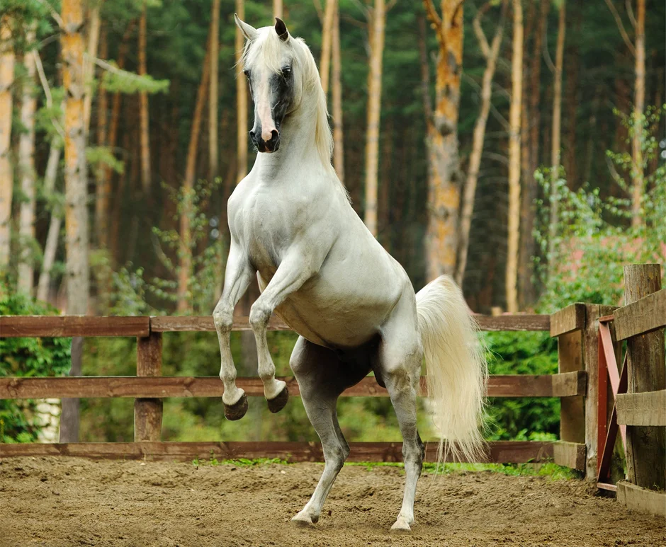 Покажи фото лошади. Лошади. Красивые лошадки. Красивый конь. Благородная лошадь.