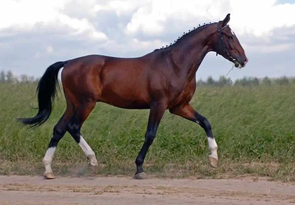 Рассмотрите фотографию коричневой лошади с черными. Тракененская лошадь гнедая. Гнедой рысак. Арабо Тракененская лошадь. Порода- Тракененская масть гнедая.