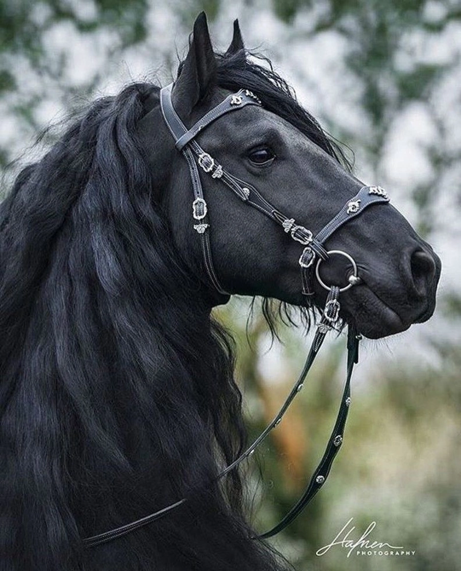 Про черного коня. Улокчи отлар. Красивые лошади. Черный конь. Красивый конь.
