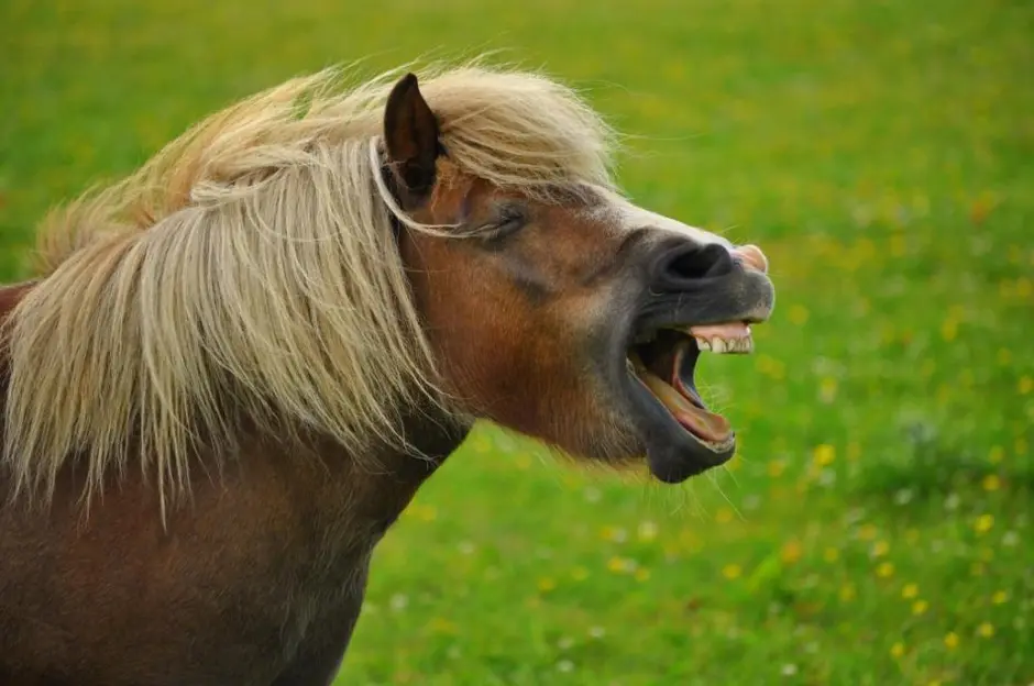 Лошадь ржет звук. Конь ржет. Лошадь смеется. Лошадь кричит. Смех коня.