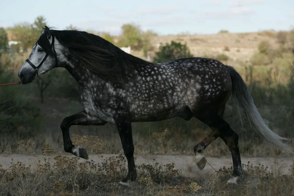 Серо черная лошадь. Андалузская гнедая. Андалузская лошадь Вороная. Лошади вороные андалузской породы. Вороной Орловский рысак лошадь.