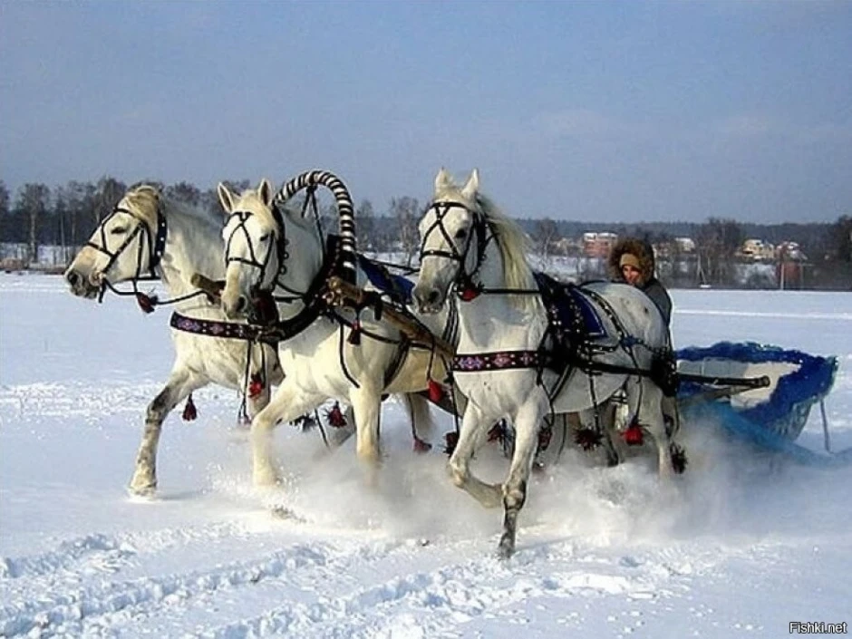 Запряженная тройка лошадей