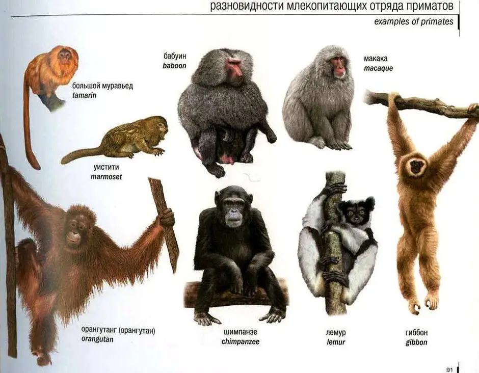 Обезьяна прилагательные. Отряд приматы представители. Приматы отряды млекопитающих. Приматы представители название. Отряд приматы название семейства.
