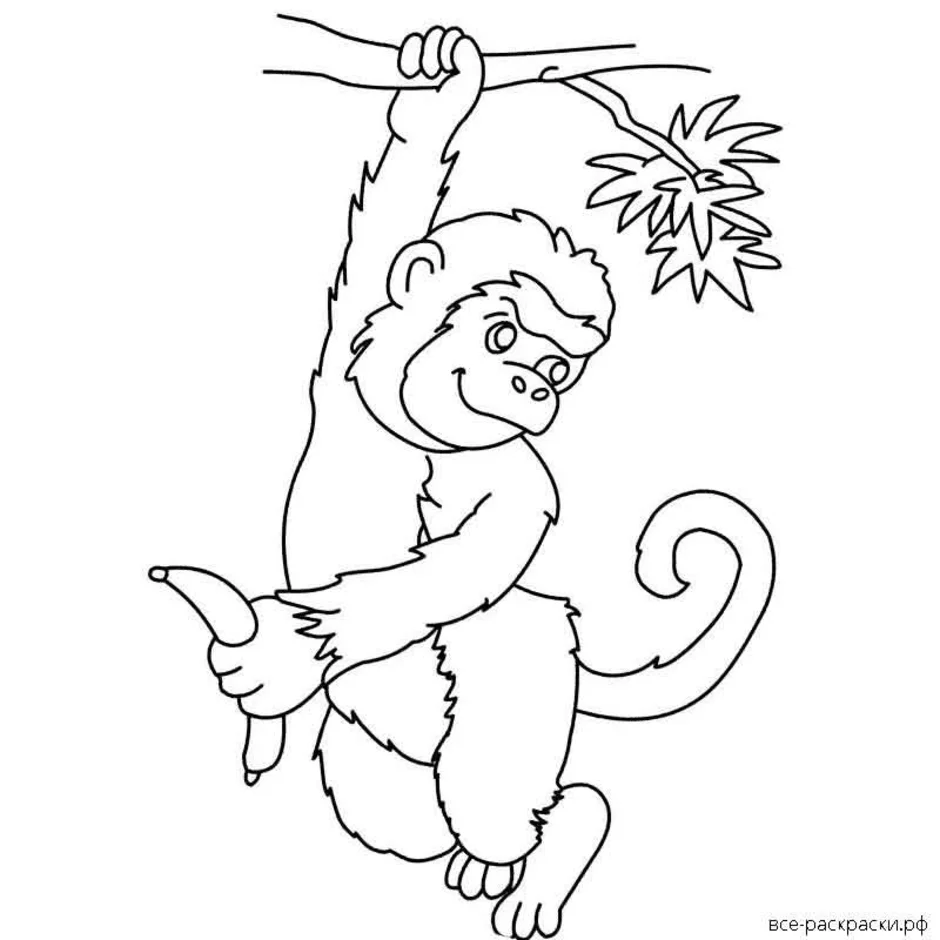 Рисунок к рассказу обезьянка. Житков про обезьянку. Обезьяна раскраска. Обезьяна рисунок раскраска. Про обезьянку Житков раскраска.