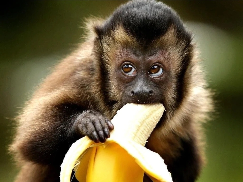 Сколько бананов едят обезьяны. Обезьяна с бананом. Обезьяна ест банан. Шимпанзе с бананом. Бибизьяна с бонаном.
