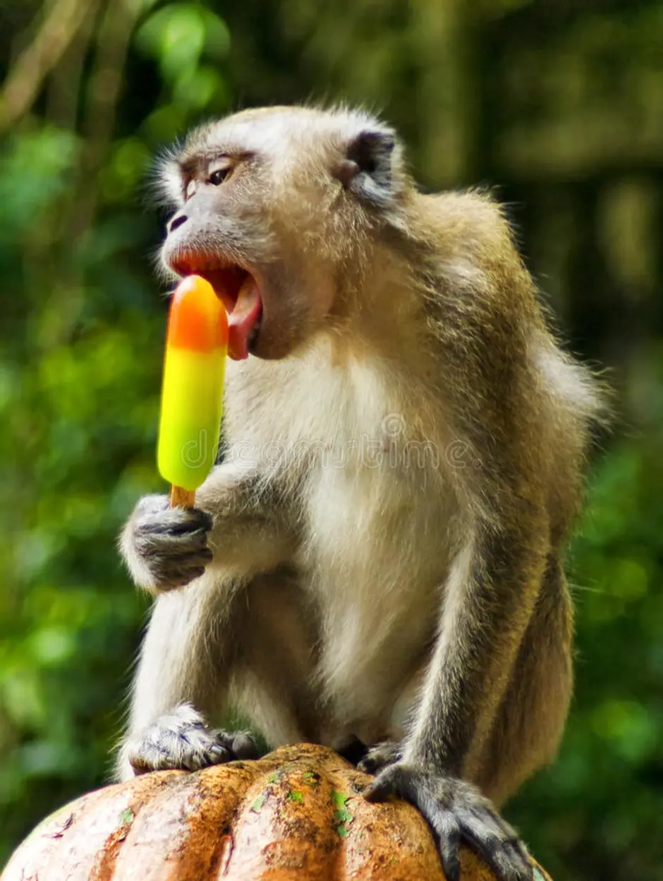 Сколько бананов едят обезьяны. Обезьяна ест. Обезьяна с бананом. Обезьяна с едой. Обезьяна с мороженым.