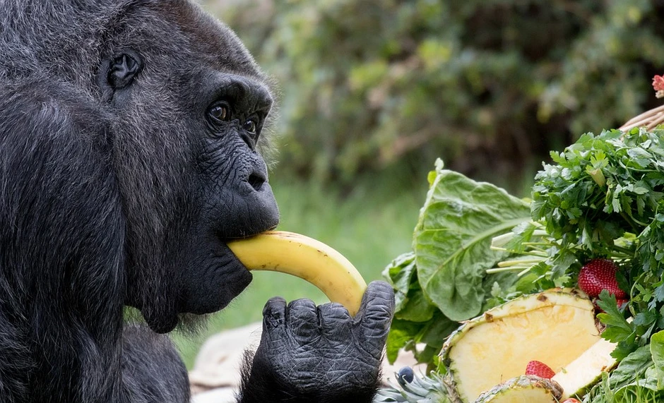 Сколько бананов едят обезьяны. Горилла манго Кокос. Горилла с бананом. Обезьяна с едой. Обезьяна ест.