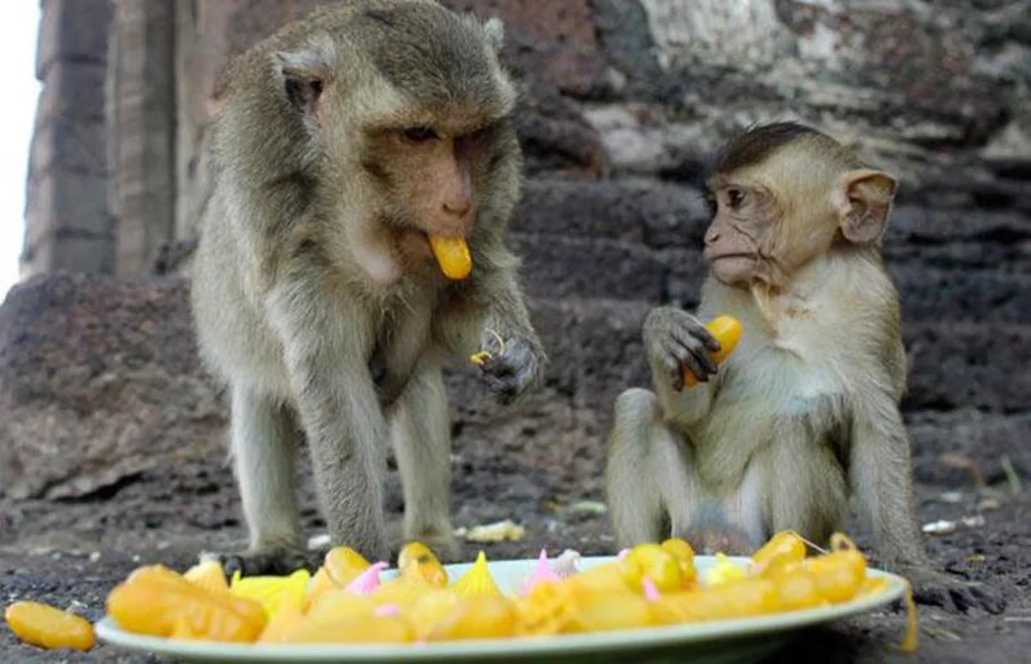 Сколько бананов едят обезьяны. Обезьяна кушает. Обезьяний банкет. Обезьяна обедает. Обезьяна жрет.