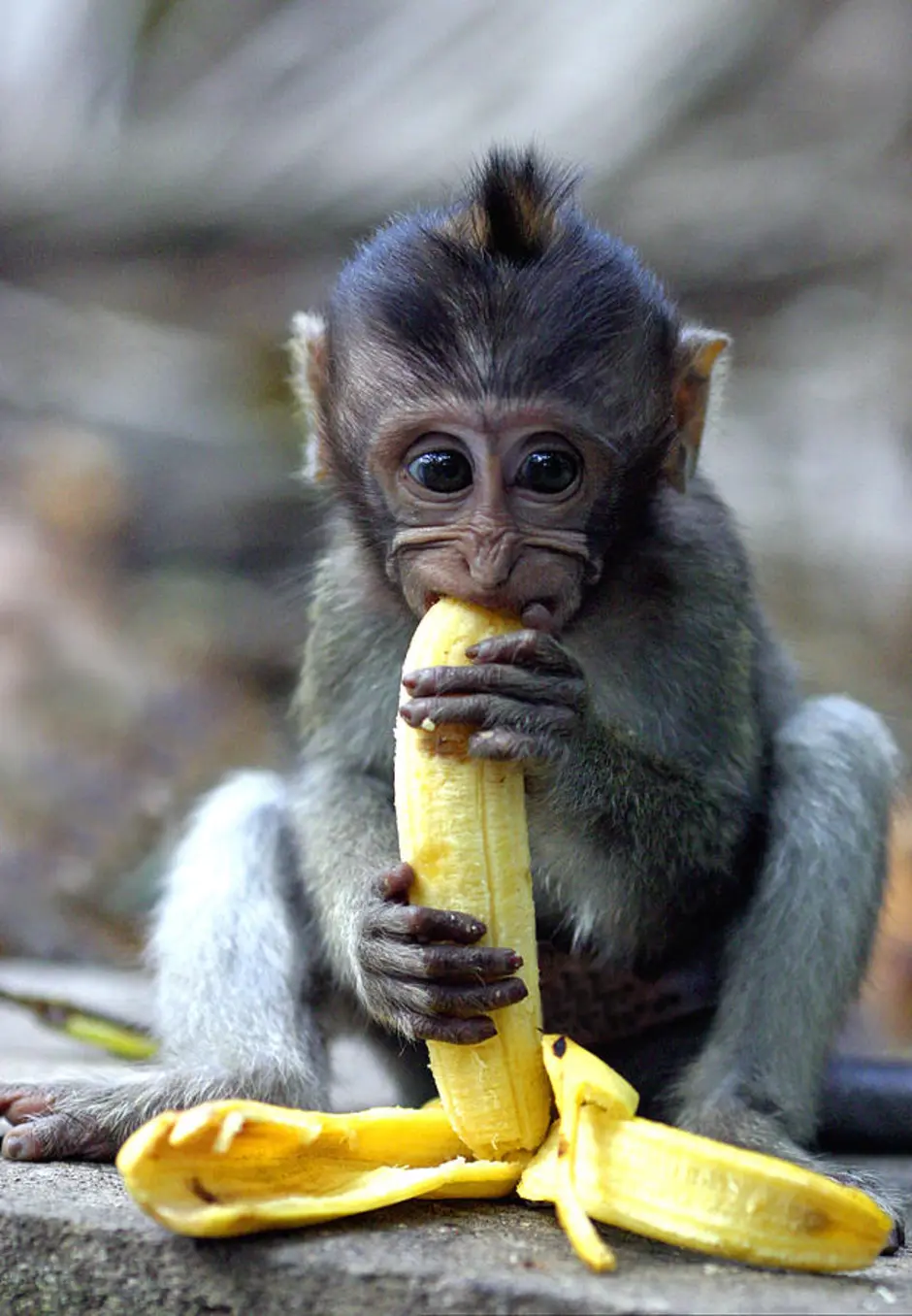 Сколько бананов едят обезьяны. Обезьяна с бананом. Obezyano s bansnom. Бибизьяна с бонаном. Шимпанзе с бананом.