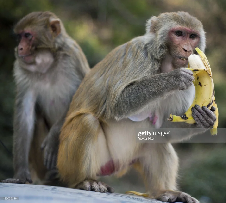Сколько бананов едят обезьяны. Банановая обезьяна. Обезьяна ест. Обезьянка ест банан. Макака с бананом.