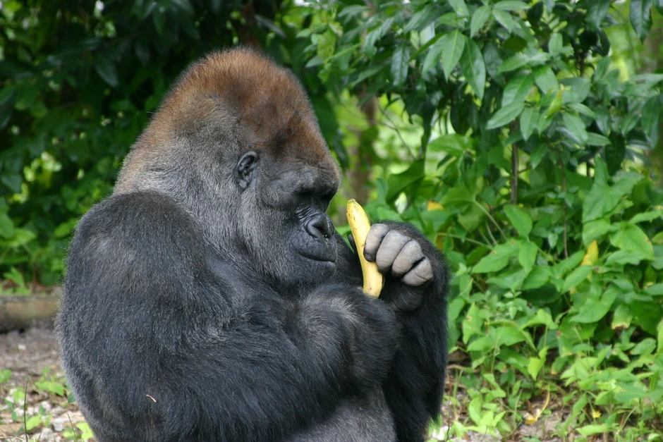 Если хотите стать сильными детки тетя горилла. Горилла и шимпанзе. Горилла с бананом. Гориллы питаются. Обезьяна ест.