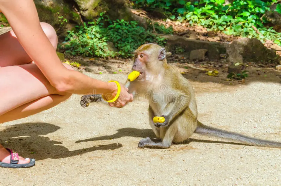 Про обезьян и бананы. Макака с бананом. Обезьянка и бананы. Обезьяна ест банан. Шимпанзе с бананом.
