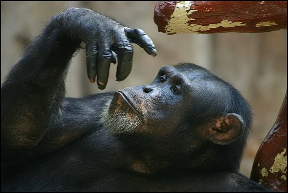 Шимпанзе конечности. Рука обезьяны. Лапа обезьяны.