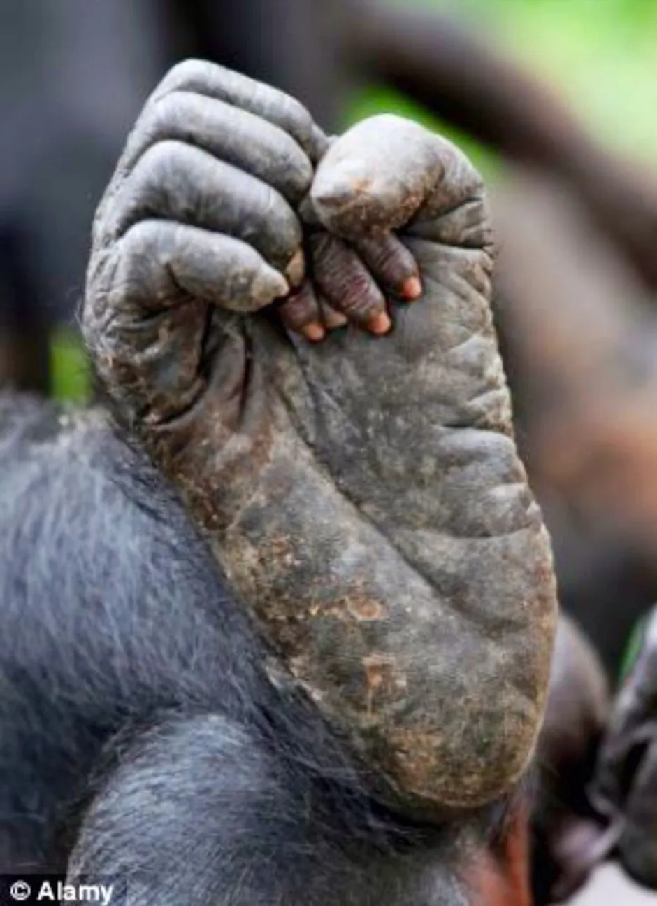 Ногти обезьяны. Заповедник бонобо в Конго. Лапа обезьяны. Лапа шимпанзе. Рука обезьяны.