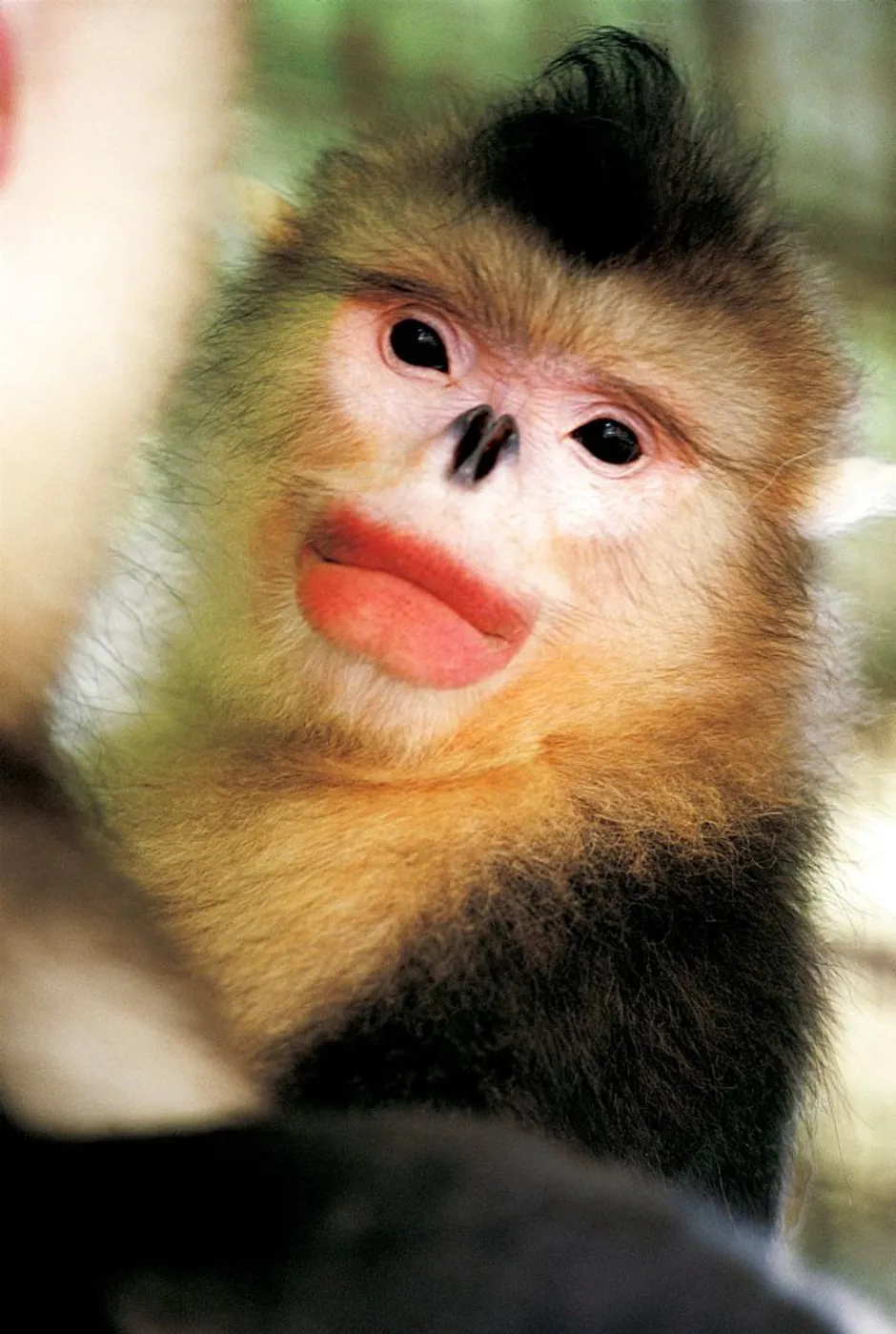 Мартышки ринопитеки фото. Мартышка ринопитек. Чёрный ринопитек. Бирманская курносая обезьяна. Красивая обезьяна.