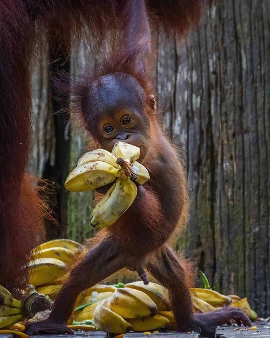 Орангутанг и мартышка. Обезьяна с бананом. Маленькая обезьянка с бананом. Обезьянка завтракает. Обезьяны любят бананы