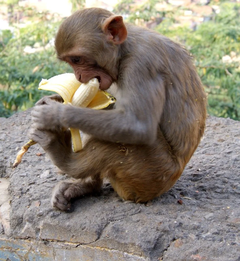 Про обезьян и бананы. Обезьяна с бананом. Обезьяна ест. Обезьяна ест банан. Шимпанзе с бананом.