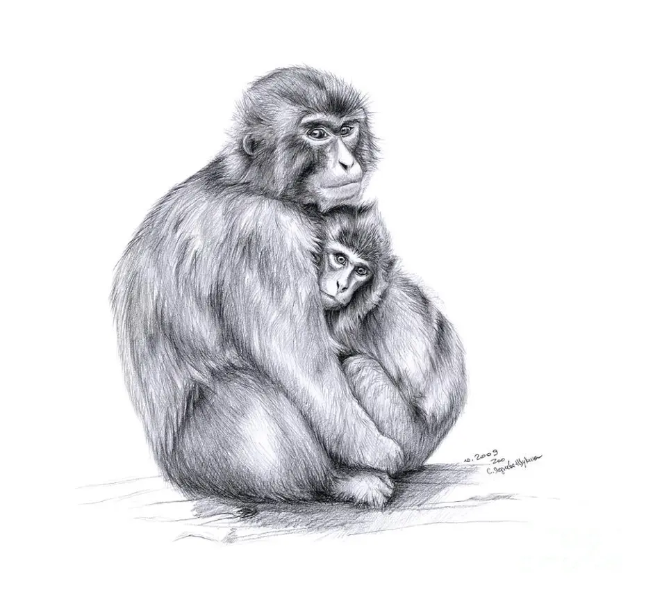 Рисунок макаки. Обезьяна карандашом. Обезьяна рисунок карандашом. Рисунок обезьяны карандашом для срисовки. Обезьяна набросок.